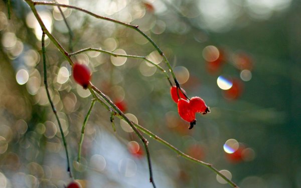 февраль природа