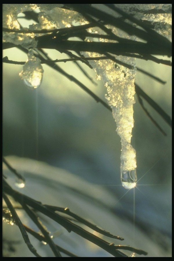 сосульки весной