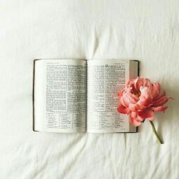 цветы книги