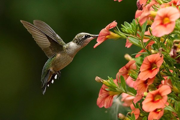beautiful hummingbird