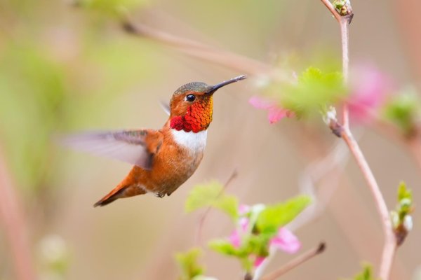 rufous hummingbird