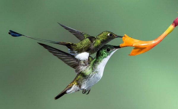 колибри во флориде