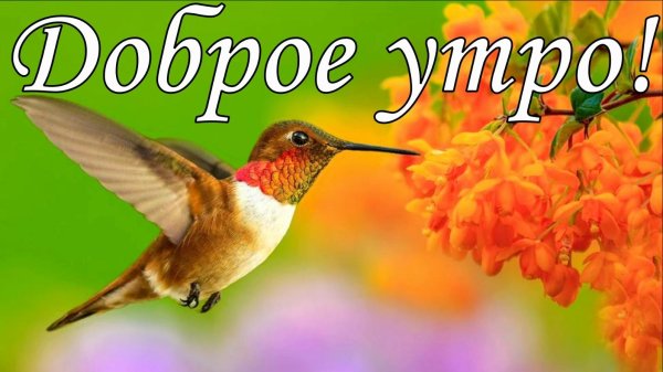 охристый колибри