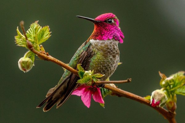 anna s hummingbird