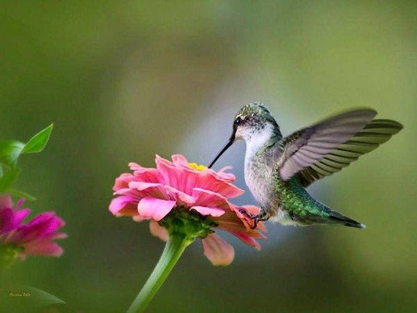 hummingbird flower