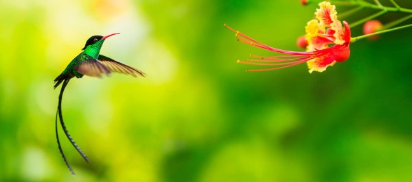 колибри ямайка