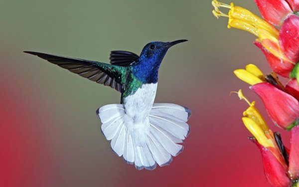 колибри подотряд