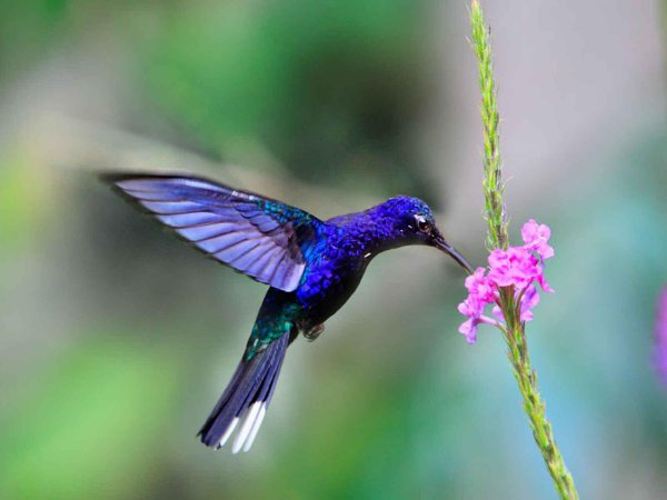 венценосные колибри