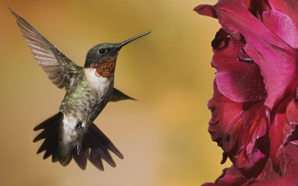 hummingbird beautiful