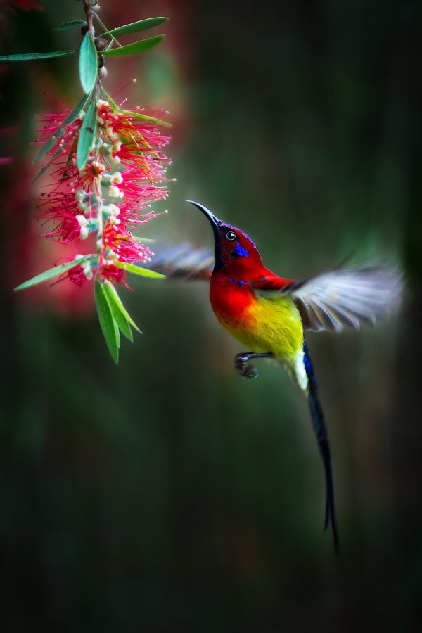 острохвостые нектарницы