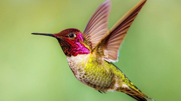 annas hummingbird