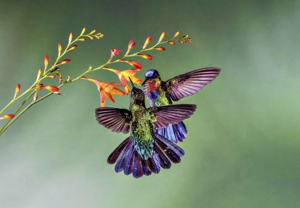fiery throated hummingbird