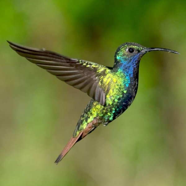 колибри на тенерифе