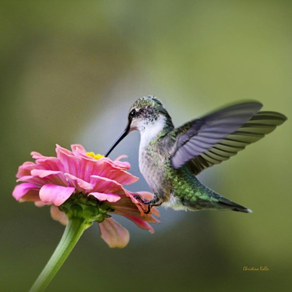 hummingbird flower