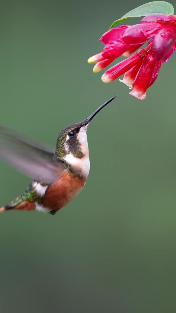 humming hummingbird