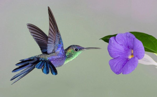 колибри на бали