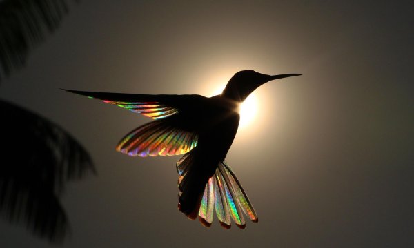 hummingbird wings