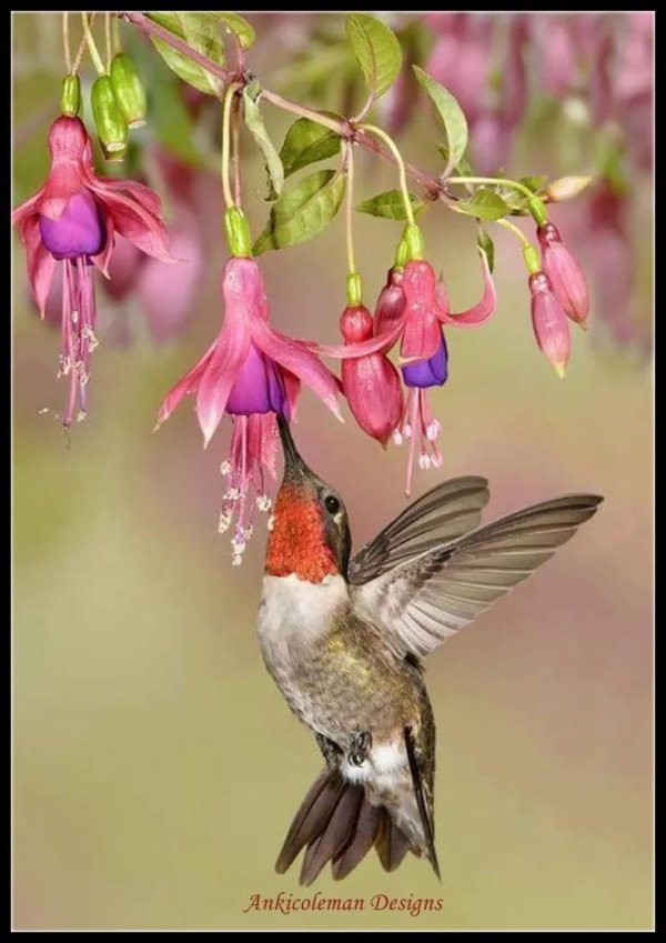hummingbird flower