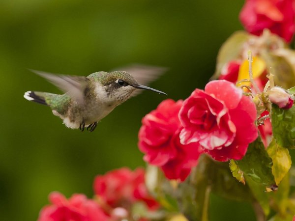 hummingbird flower