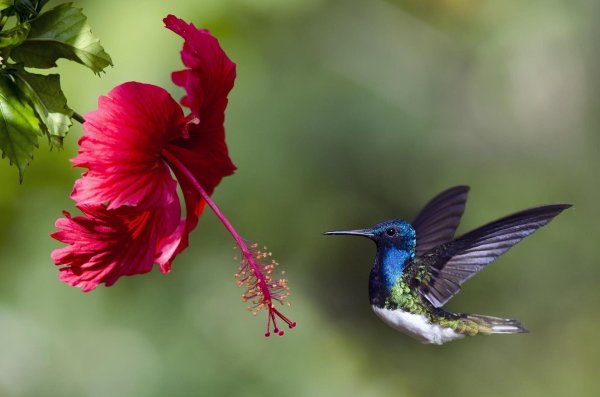 колибри амазонии