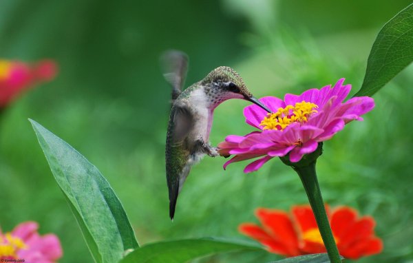 hummingbird flower