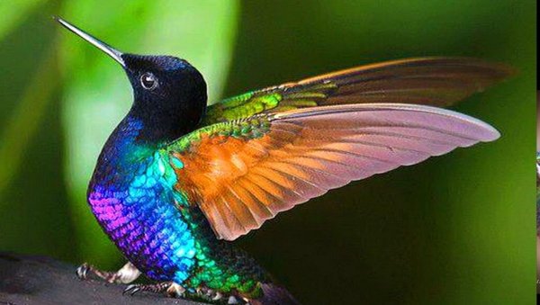 разноцветная птица