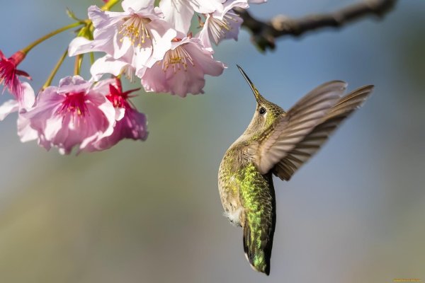 hummingbird flower