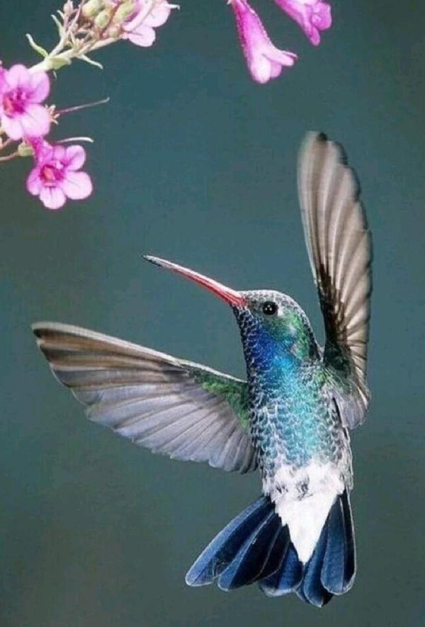 колибри расцветка