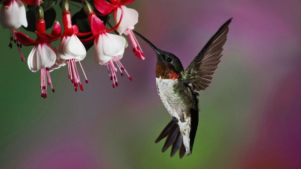 hummingbird beautiful