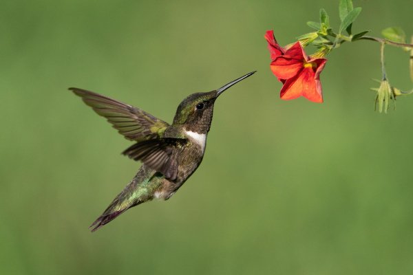 ruby throated hummingbird