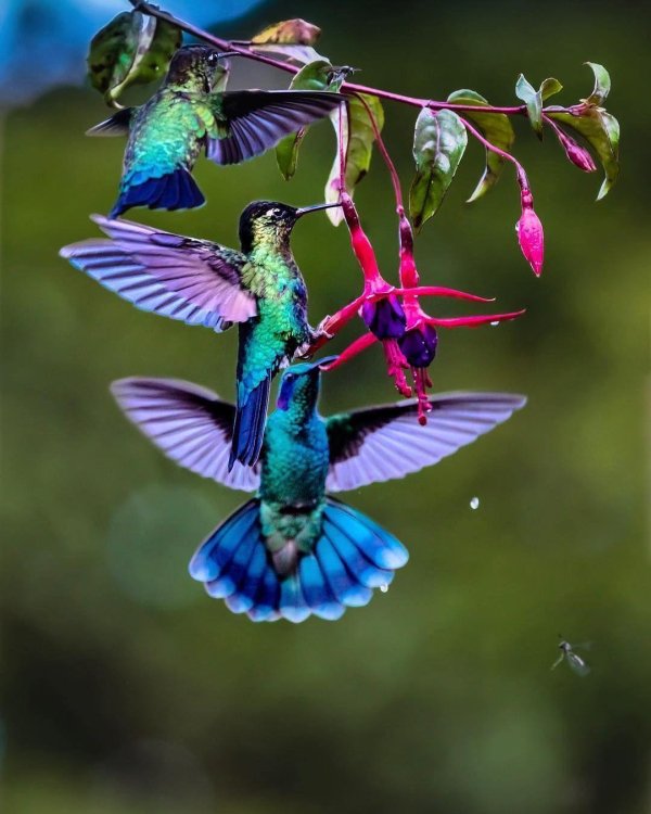 hummingbird and fuchsia