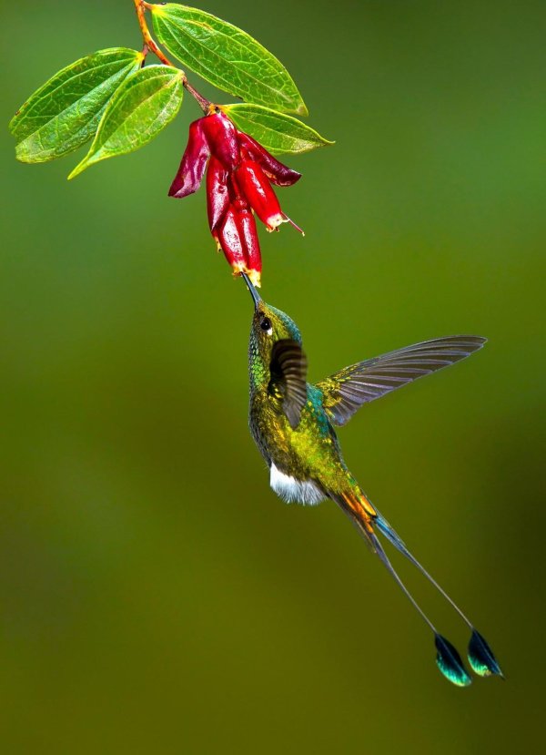 racket tailed hummingbird