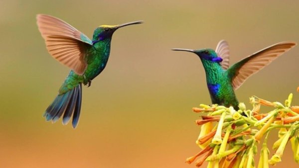 колибри colibri thalassinus