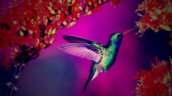 огненосный колибри