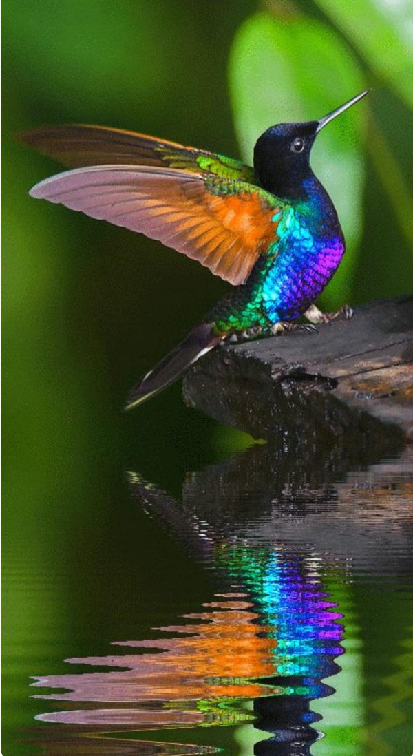 hummingbird beautiful