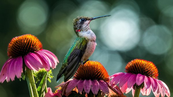 ruby throated hummingbird