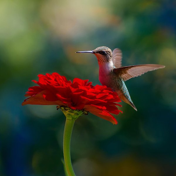 hummingbird beautiful