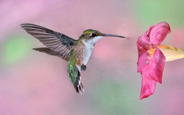 краснохвостый колибри