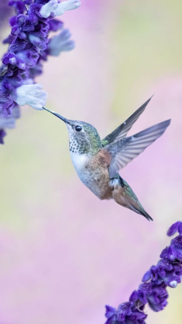 hummingbird flower