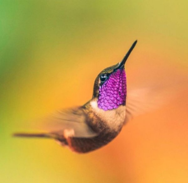 purple hummingbird