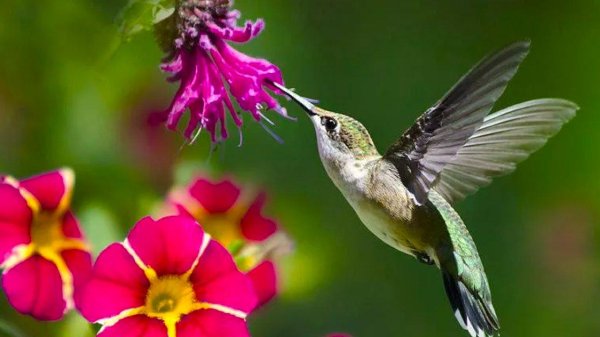 beautiful hummingbird