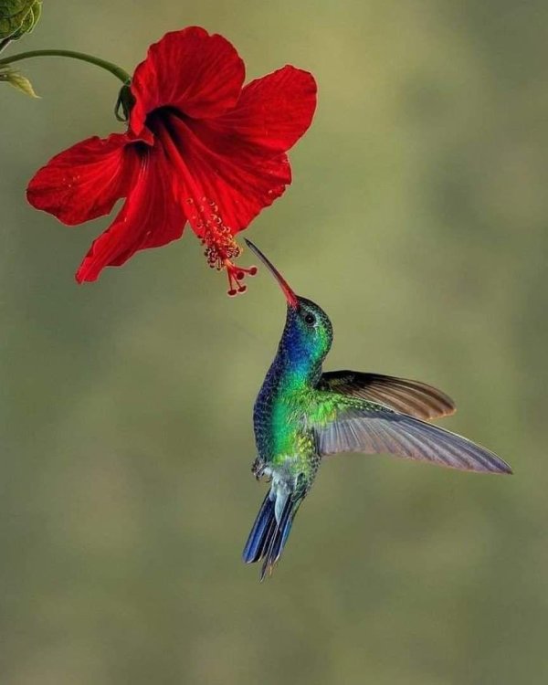 hummingbird flower