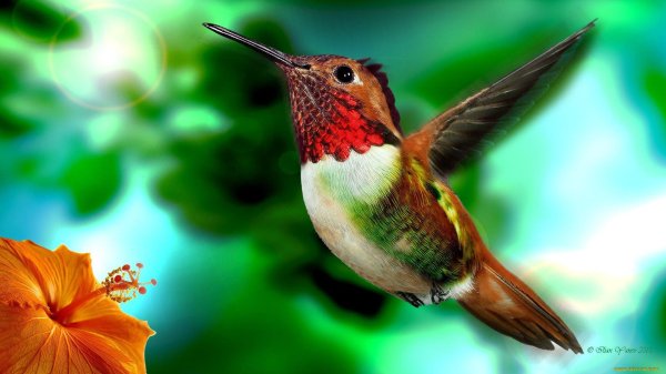 rufous hummingbird