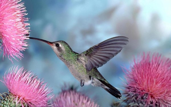 краснохвостый колибри