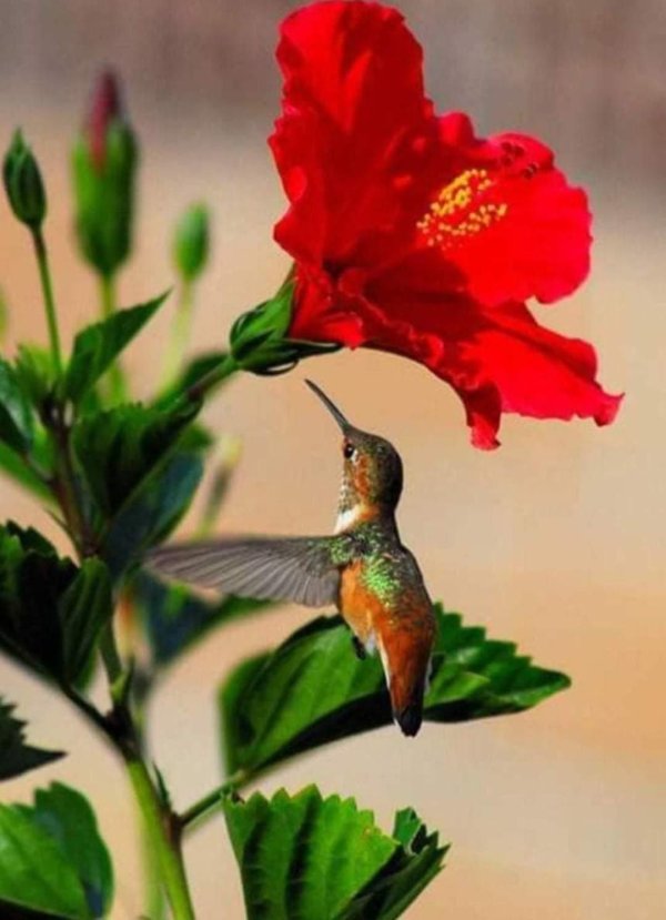 hummingbird beautiful