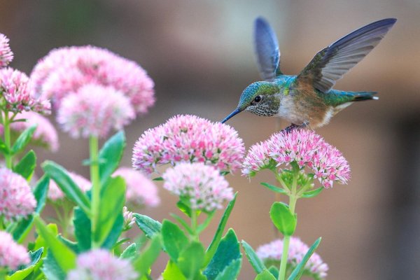hummingbird flower