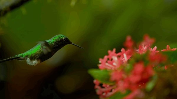 колибри меченос