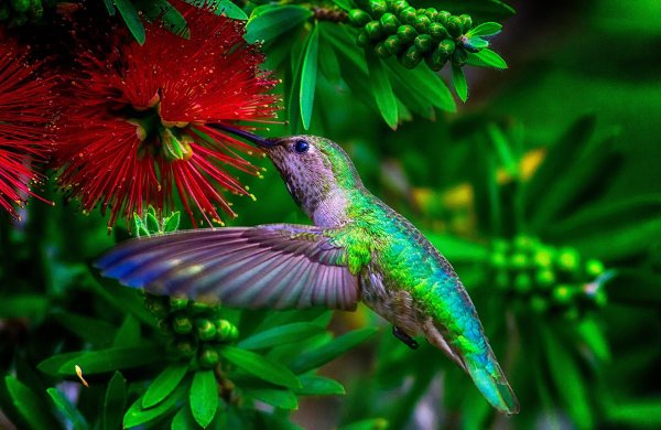 тропический колибри