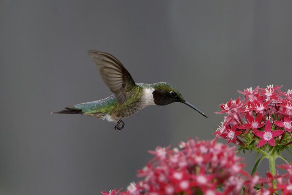 ruby throated hummingbird