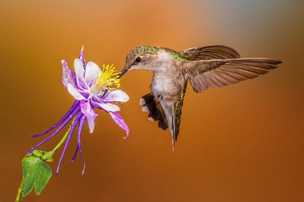 колибри опыляют растения